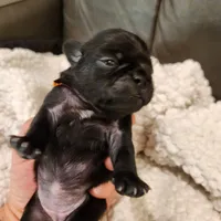 Poppy, a female Pug for sale in West Warwick, RI – Photo 6 of 9