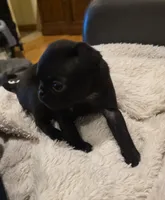 Dolly, a female Pug for sale in West Warwick, RI – 3 of 10