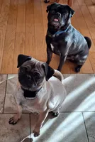 Sade, a female Pug for sale in West Warwick, RI – 9 of 9