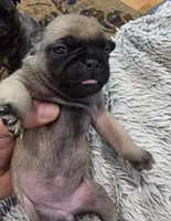 Adele, a female Pug for sale in West Warwick, RI – 4 of 9