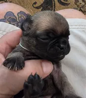 Bruno, a male Pug for sale in West Warwick, RI – 4 of 8
