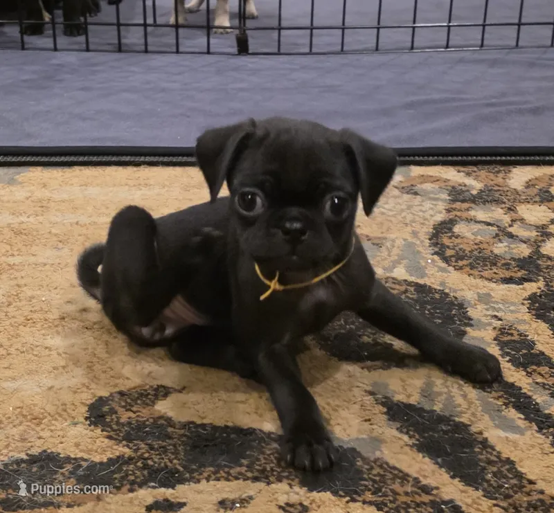 Miley – Pug puppy for sale in West Warwick, RI