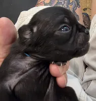 Jewel, a female Pug for sale in West Warwick, RI – 4 of 9