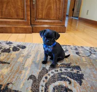Lorenzo, a male Pug for sale in West Warwick, RI – Photo 6 of 10
