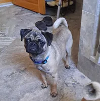 Lorenzo, a male Pug for sale in West Warwick, RI – Photo 10 of 10
