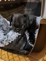 Lorenzo, a male Pug for sale in West Warwick, RI – Photo 5 of 10