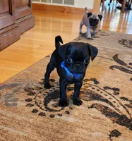 Lorenzo, a male Pug for sale in West Warwick, RI – Photo 7 of 10