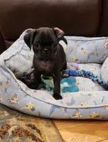 Lorenzo, a male Pug for sale in West Warwick, RI – Photo 2 of 10