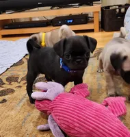 Lorenzo, a male Pug for sale in West Warwick, RI – Photo 9 of 10