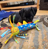 Lorenzo, a male Pug for sale in West Warwick, RI – Photo 8 of 10