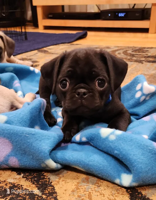 Lorenzo, a male Pug for sale in West Warwick, RI – Photo 1 of 10