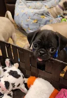 Lorenzo, a male Pug for sale in West Warwick, RI – Photo 4 of 10