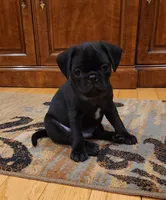 Lorenzo, a male Pug for sale in West Warwick, RI – Photo 3 of 10
