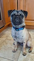 Bruno, a male Pug for sale in West Warwick, RI – Photo 9 of 10