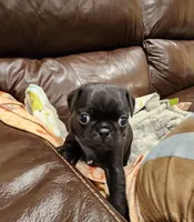 Bruno, a male Pug for sale in West Warwick, RI – Photo 7 of 10