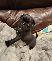 Bruno, a male Pug for sale in West Warwick, RI – Photo 8 of 10