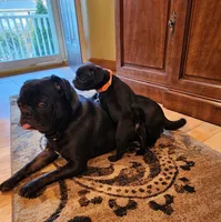 Bruno, a male Pug for sale in West Warwick, RI – Photo 5 of 10