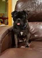 Bruno, a male Pug for sale in West Warwick, RI – Photo 10 of 10