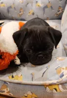 Bruno, a male Pug for sale in West Warwick, RI – Photo 4 of 10