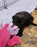 Bruno, a male Pug for sale in West Warwick, RI – Photo 2 of 10