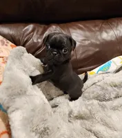 Bruno, a male Pug for sale in West Warwick, RI – Photo 6 of 10