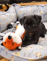 Bruno, a male Pug for sale in West Warwick, RI – Photo 1 of 10