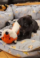 Bruno, a male Pug for sale in West Warwick, RI – Photo 3 of 10