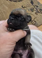 Bruno, a male Pug for sale in West Warwick, RI – 5 of 8
