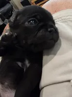 Miley, a female Pug for sale in West Warwick, RI – 6 of 9