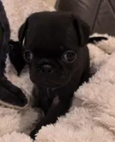 Dolly, a female Pug for sale in West Warwick, RI – 2 of 10