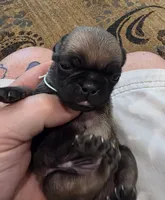 Bruno, a male Pug for sale in West Warwick, RI – 6 of 8