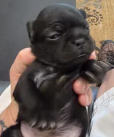 Sade, a female Pug for sale in West Warwick, RI – 8 of 9