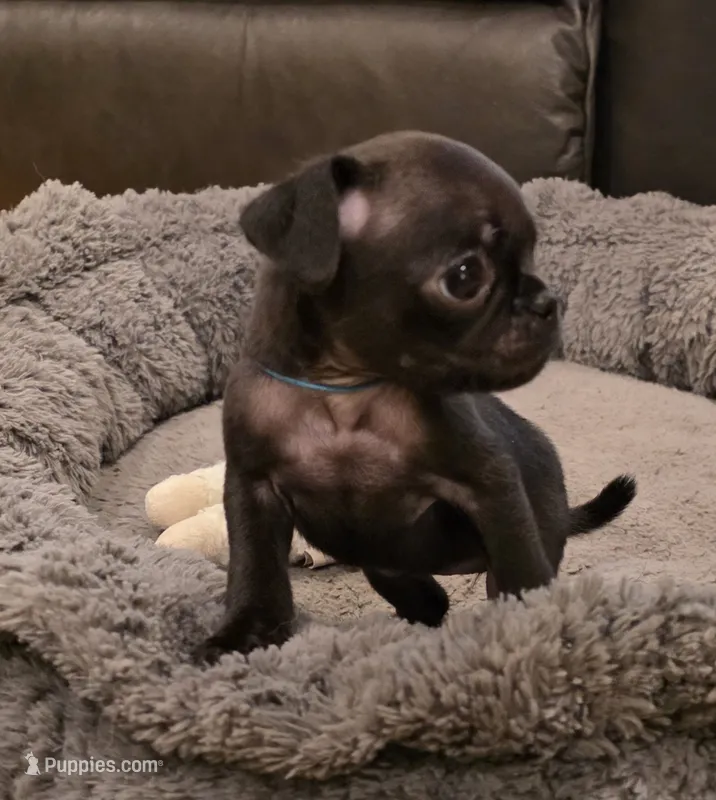 Jewel – Pug puppy for sale in West Warwick, RI