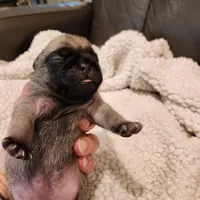 Cosmo, a male Pug for sale in West Warwick, RI – Photo 4 of 6