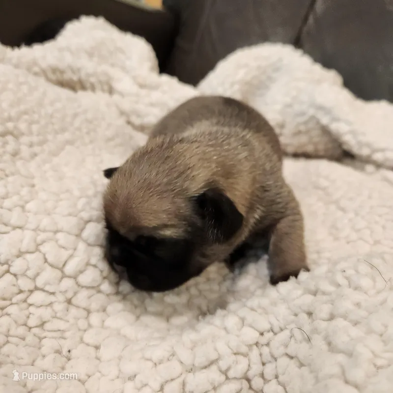 Cosmo, a male Pug for sale in West Warwick, RI – Photo 1 of 6