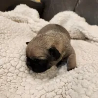 Cosmo, a male Pug for sale in West Warwick, RI – Photo 1 of 6