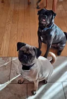 Cosmo, a male Pug for sale in West Warwick, RI – Photo 5 of 6