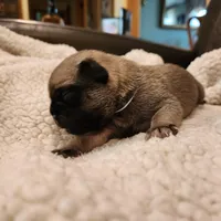 Cosmo, a male Pug for sale in West Warwick, RI – Photo 3 of 6