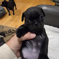 Dolly, a female Pug for sale in West Warwick, RI – 4 of 10