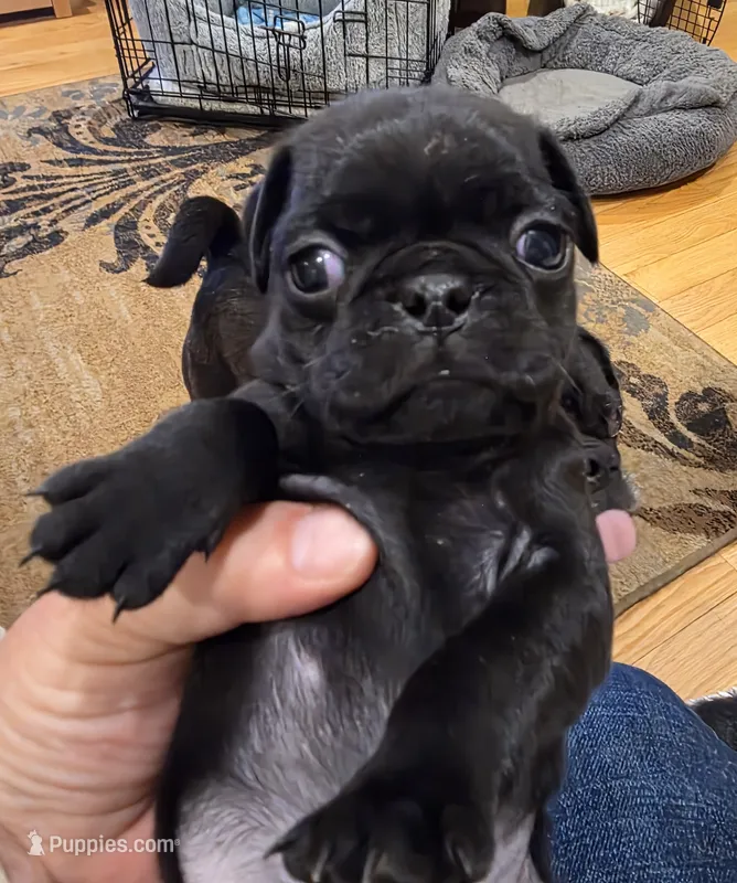 Marley – Pug puppy for sale in West Warwick, RI