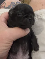 Jewel, a female Pug for sale in West Warwick, RI – 5 of 9
