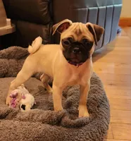 Willow, a female Pug for sale in West Warwick, RI – Photo 7 of 10