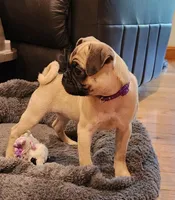 Willow, a female Pug for sale in West Warwick, RI – Photo 5 of 10