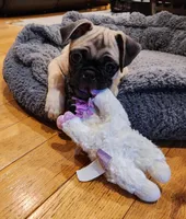 Willow, a female Pug for sale in West Warwick, RI – Photo 2 of 10