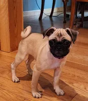 Willow, a female Pug for sale in West Warwick, RI – Photo 10 of 10