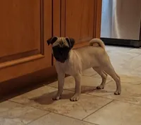 Willow, a female Pug for sale in West Warwick, RI – Photo 9 of 10