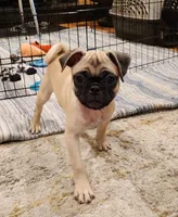 Willow, a female Pug for sale in West Warwick, RI – Photo 8 of 10