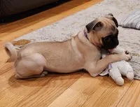 Willow, a female Pug for sale in West Warwick, RI – Photo 4 of 10