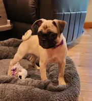Willow, a female Pug for sale in West Warwick, RI – Photo 6 of 10