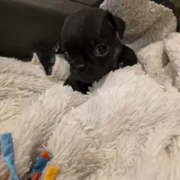 Jewel, a female Pug for sale in West Warwick, RI – 3 of 9